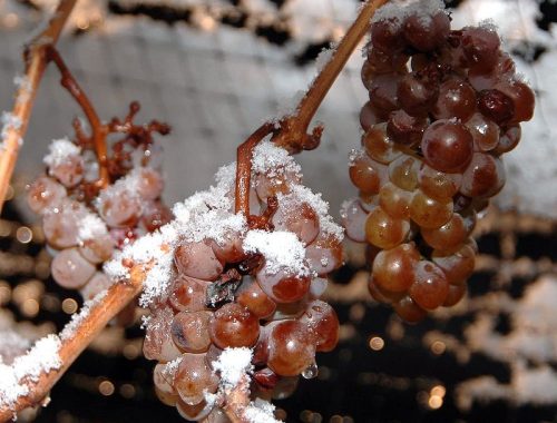 Icewine Eiswein vini di ghiaccio