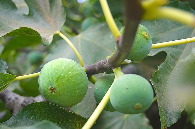 Pianta di fico e frutti del Ficus Carica L.