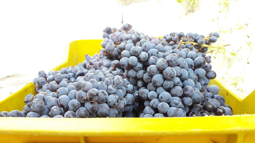 Gaglioppo grappoli uva Calabria Cirò